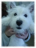 West Highland Terrier画像3