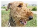 Airdale Terrier画像1