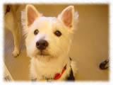 West Highland Terrier画像5