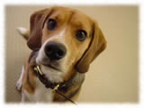 Beagle画像19