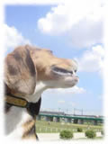 Beagle画像4