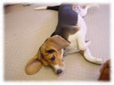 Beagle画像6