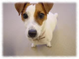 Jack Russel Terrier画像1