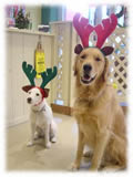 Jack Russel Terrier画像3