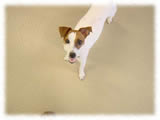 Jack Russel Terrier画像6