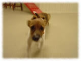 Jack Russel Terrier画像12