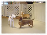 Jack Russel Terrier画像14