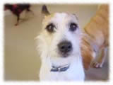 Jack Russel Terrier画像19