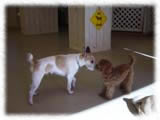 Jack Russel Terrier画像20