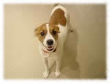 Jack Russel Terrier画像21