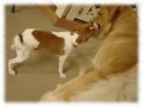 Jack Russel Terrier画像22