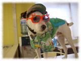 Jack Russel Terrier画像24