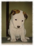 Jack Russel Terrier画像25
