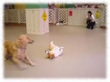 Scenes of Dogs5