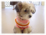 Chinese Crested Dog画像1