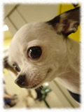 Chihuahua画像59